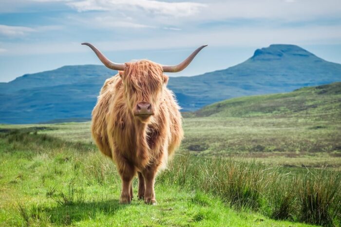 Tales of Valor and Beauty in the Scottish Highlands